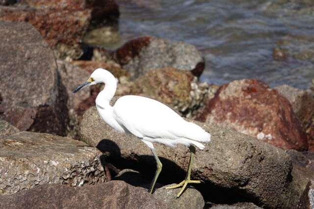 Snowy Egret