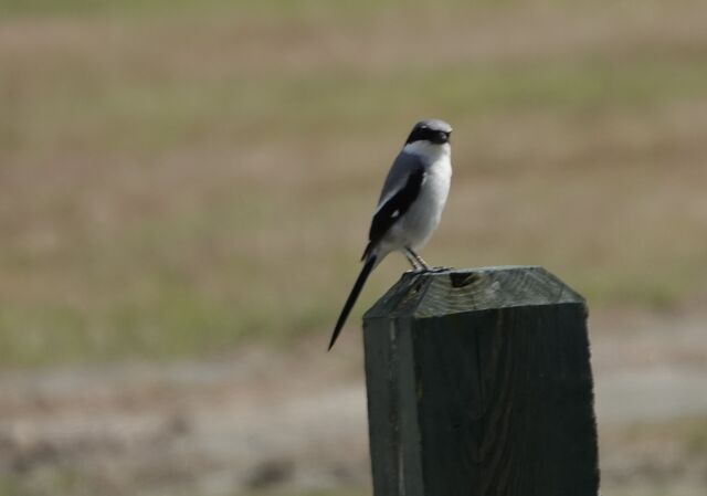 Loggerhead Shrike