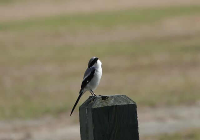 Loggerhead Shrike