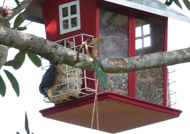 Red-breasted Nuthatch
