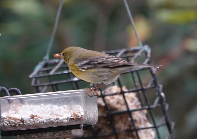 Pine Warbler