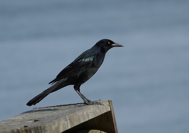 Boat-tailed Grackle