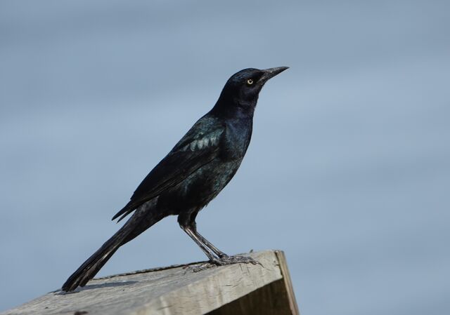 Boat-tailed Grackle
