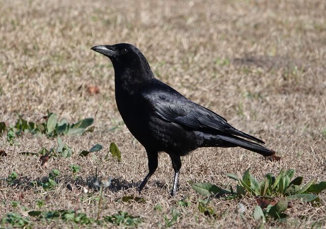 American Crow