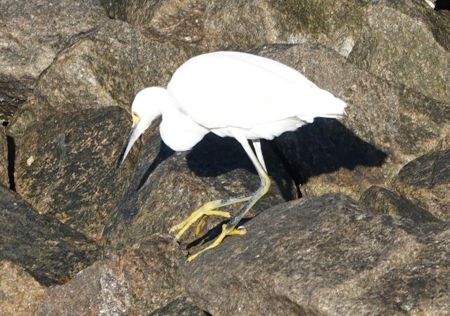 Snowy Egret