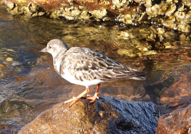 Ruddy Turnstone