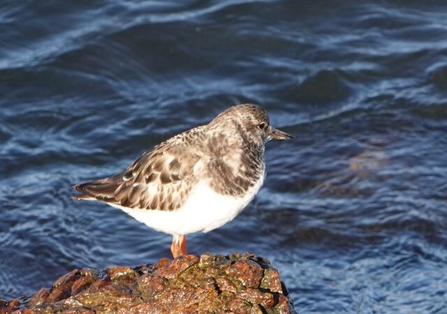 Ruddy Turnstone