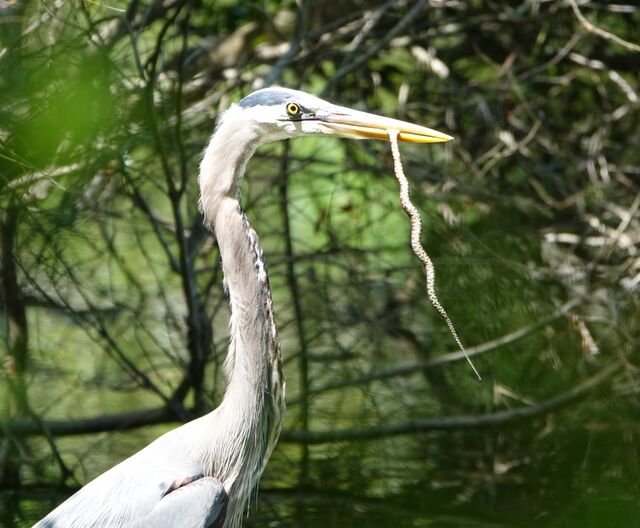 Great Blue Heron