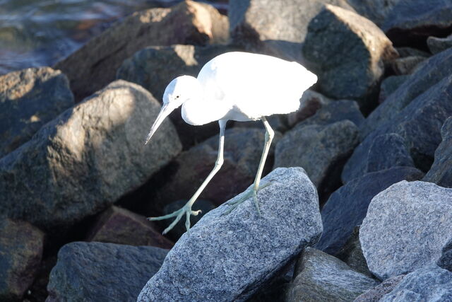 Little Blue Heron