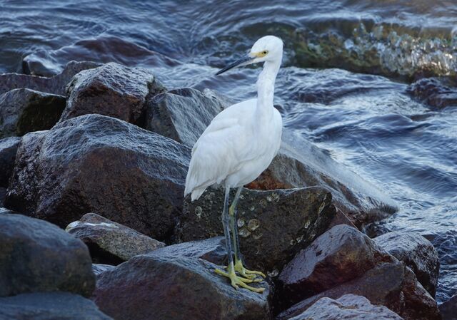Snowy Egret