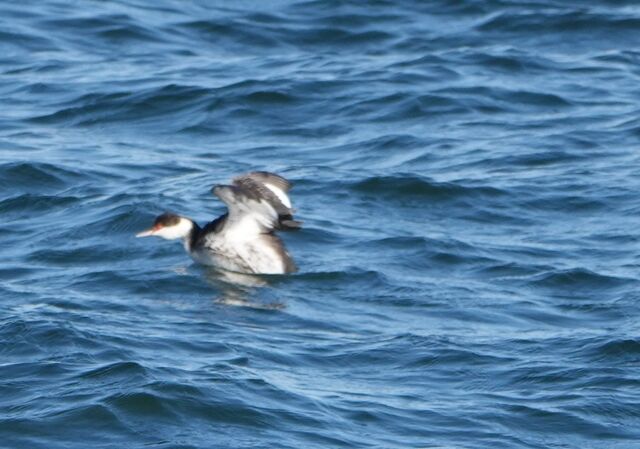 Horned Grebe