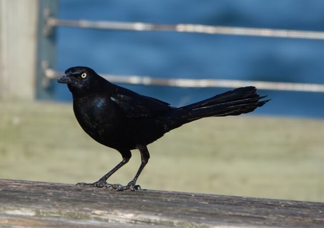Boat-tailed Grackle