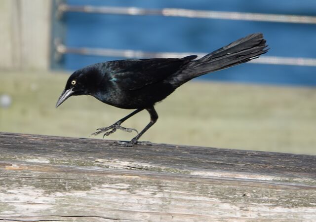 Boat-tailed Grackle