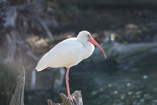 White Ibis