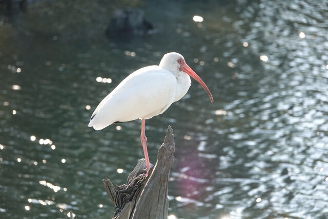 White Ibis