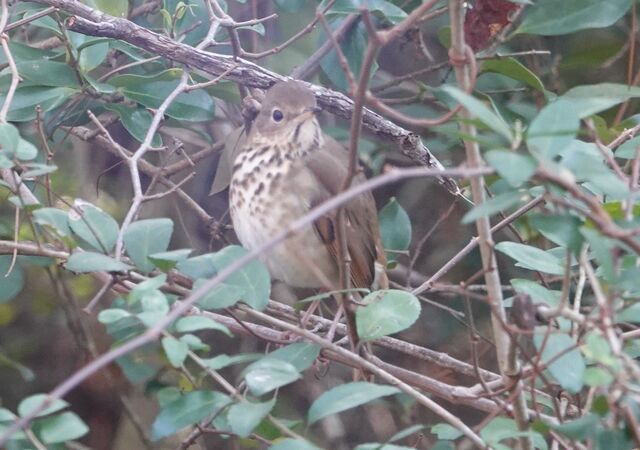 Hermit Thrush