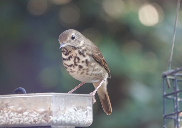 Hermit Thrush