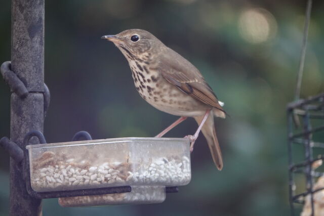 Hermit Thrush