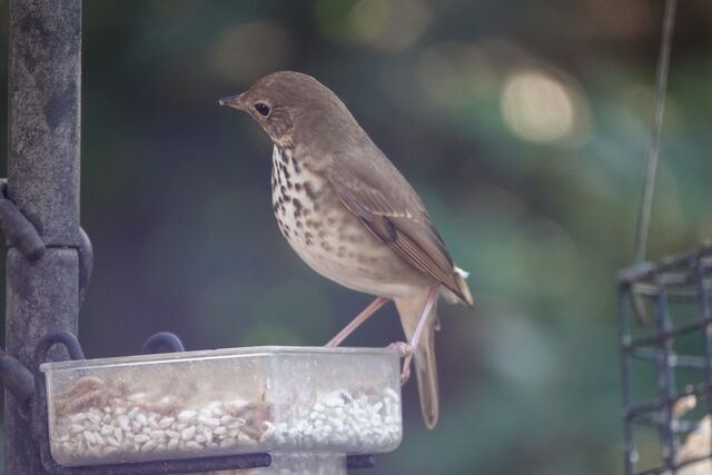 Hermit Thrush
