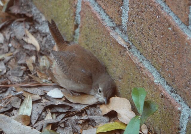 Northern House Wren