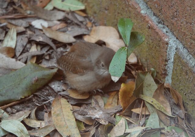 Northern House Wren