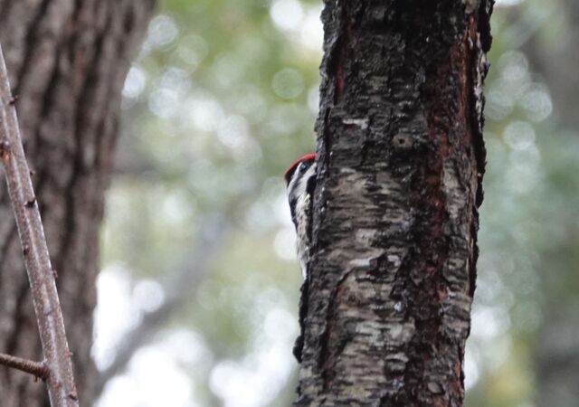 Yellow-bellied Sapsucker
