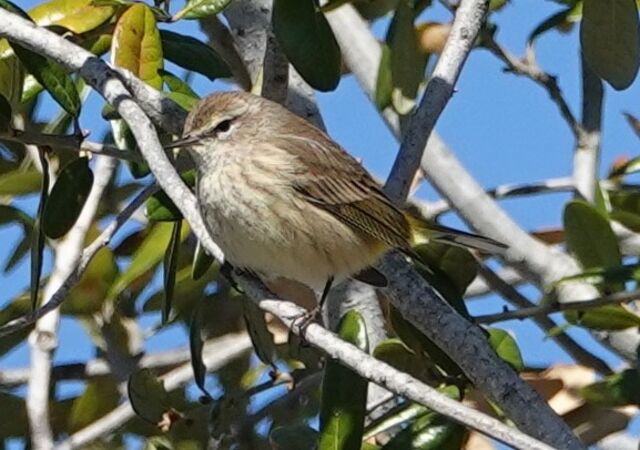 Palm Warbler