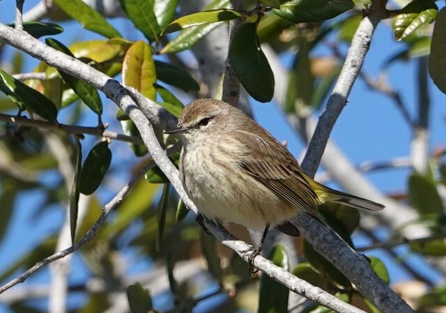 Palm Warbler