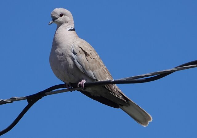 Eurasian Collared-Dove