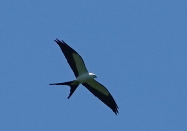 Swallow-tailed Kite