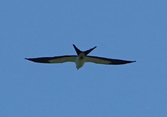Swallow-tailed Kite
