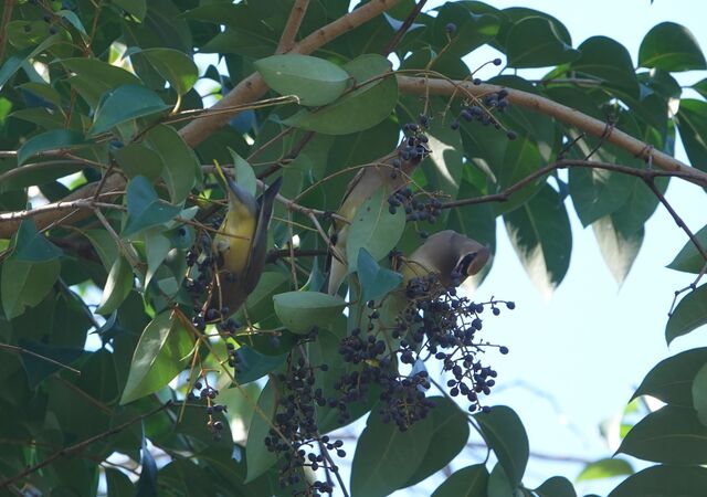 Cedar Waxwing