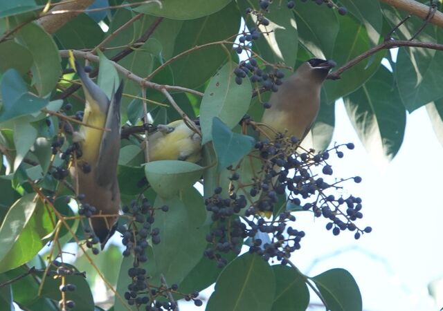 Cedar Waxwing