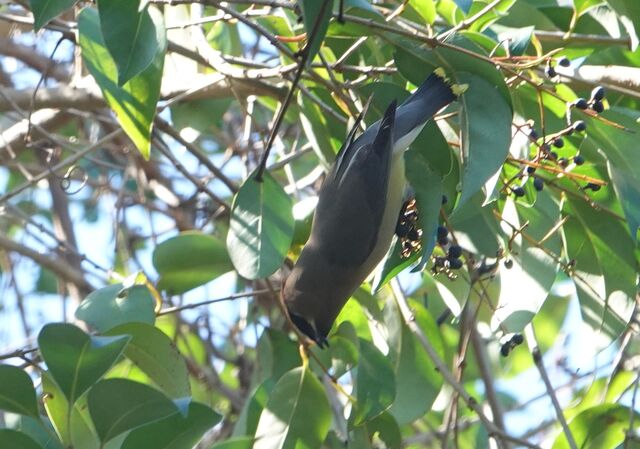 Cedar Waxwing