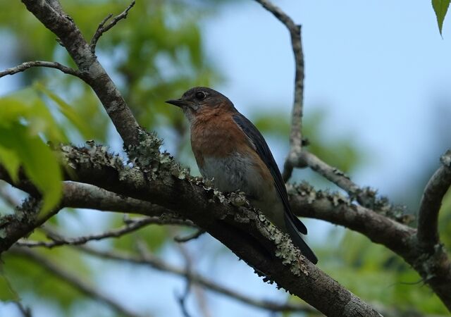 Eastern Bluebird