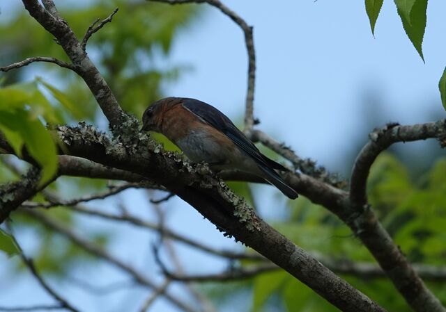 Eastern Bluebird