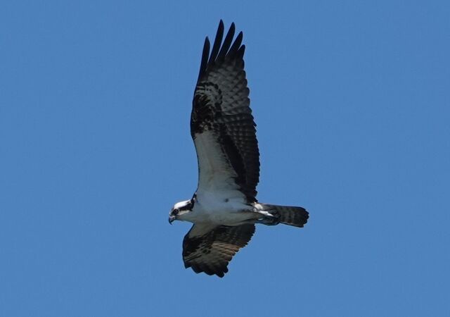 Osprey