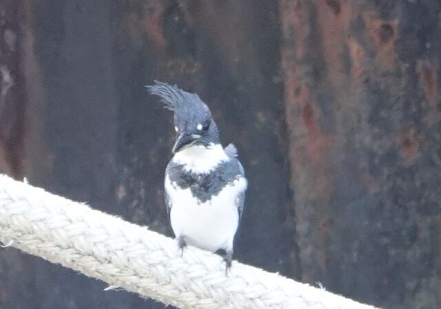 Belted Kingfisher