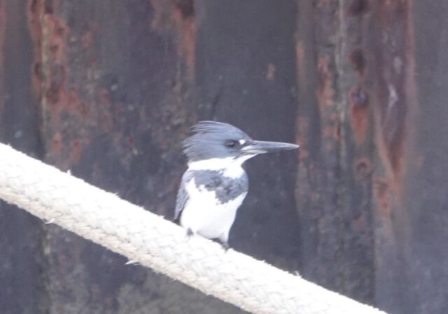 Belted Kingfisher