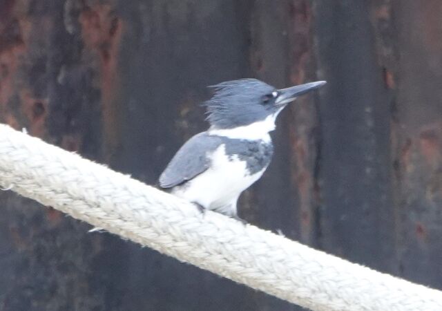 Belted Kingfisher