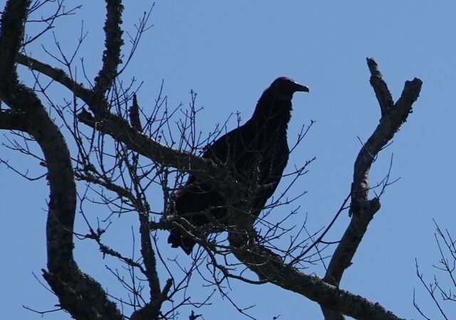 Black Vulture