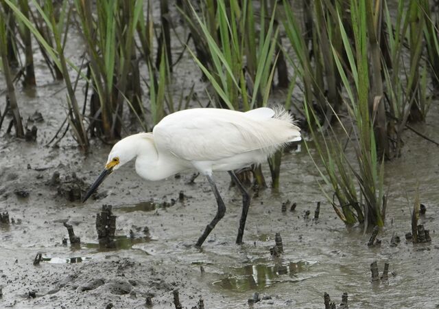 Snowy Egret