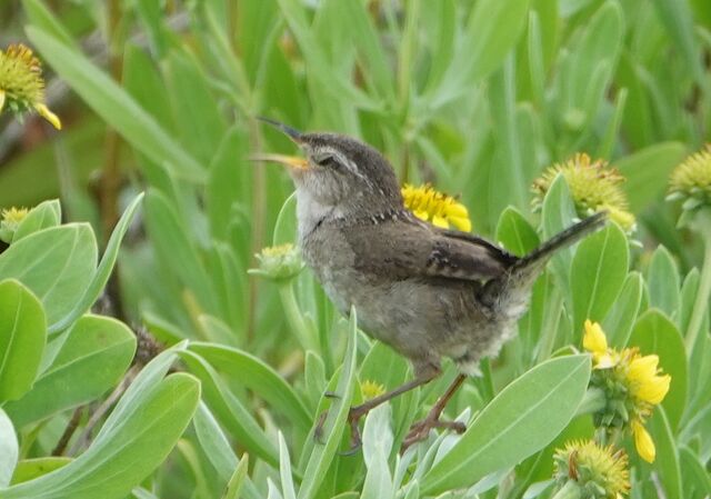 Marsh Wren