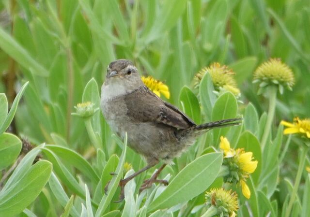 Marsh Wren