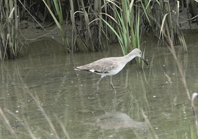 Willet