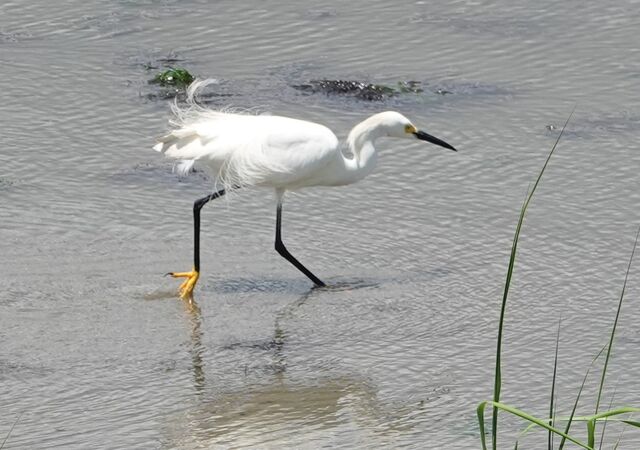 Snowy Egret