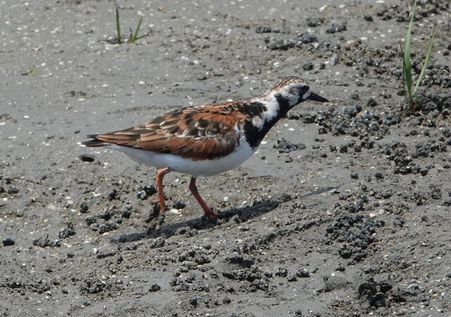 Ruddy Turnstone