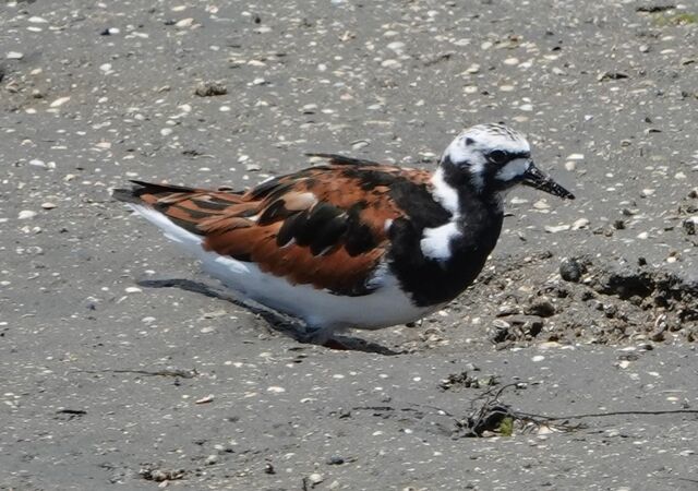Ruddy Turnstone