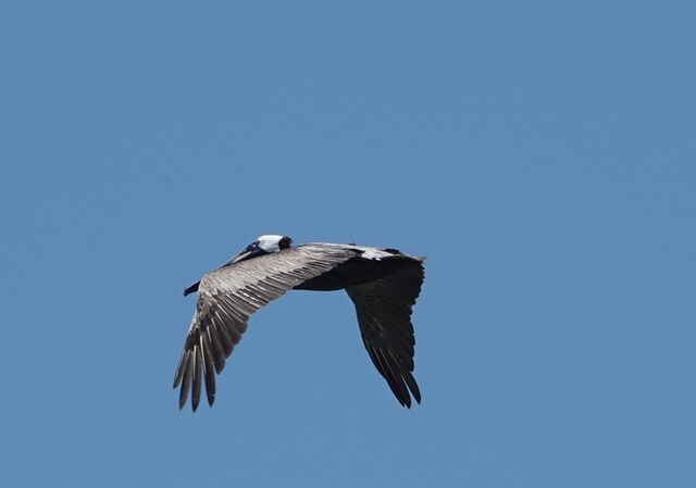 Brown Pelican