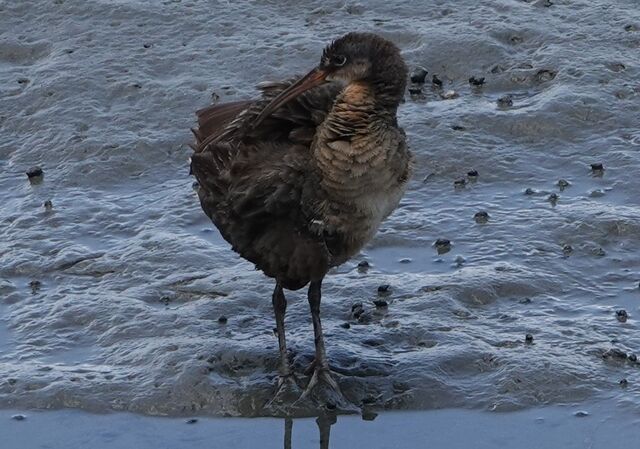 Clapper Rail
